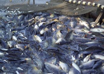 Κίνδυνος για τα ψάρια στην Κορώνη