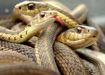 Παρθενογένεση σε άγρια φίδια