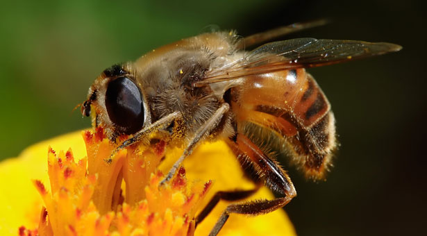 Νεκρός πατέρας 3 παιδιών από τσίμπημα μέλισσας