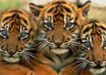 Ταϋλανδός είχε 6 τίγρεις για κατοικίδια