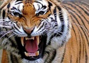 Βίντεο σοκ: Τίγρης κατασπαράζει τον εκπαιδευτή της