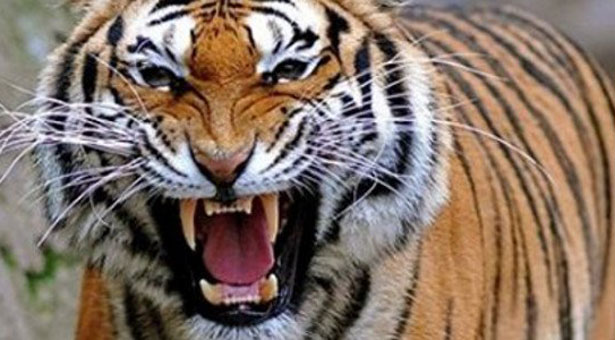 Βίντεο σοκ: Τίγρης κατασπαράζει τον εκπαιδευτή της