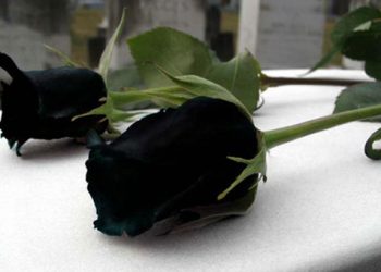 Θρήνος στην κηδεία της 20χρονης φοιτήτριας στο Αγρίνιο