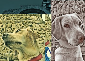 Σκυλιά… ποζάρουν μπροστά σε μνημεία της Θεσσαλονίκης
