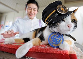 Κινεζική μελέτη για τον κορονοϊό «ενοχοποιεί» τις γάτες