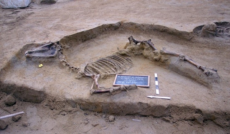 Εντυπωσιακή ταφή αλόγου ανακαλύφθηκε στη νεκρόπολη του Φαλήρου