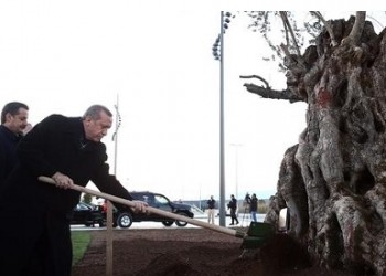 Ο Ερντογάν ξερίζωσε ελιά 1.000 ετών, για να... στολίσει την EXPO 2016 της Αττάλειας!