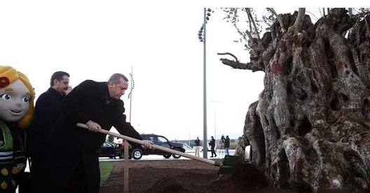 Ο Ερντογάν ξερίζωσε ελιά 1.000 ετών, για να... στολίσει την EXPO 2016 της Αττάλειας!