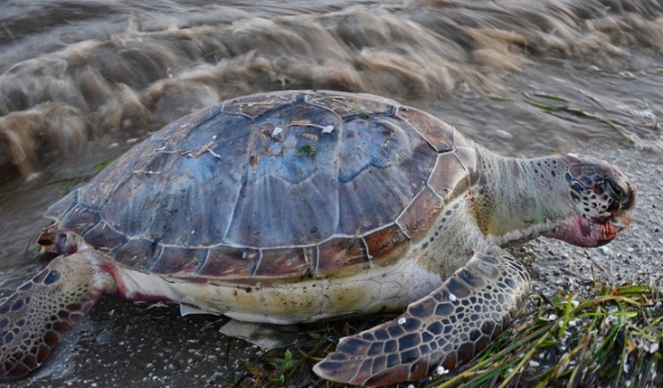 Κτηνωδία: Αποκεφάλισαν δέκα θαλάσσιες χελώνες στην Νάξο