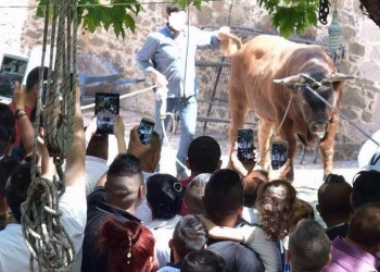 Δημόσιος βασανισμός ταύρου σε χωριό της Λέσβου λόγω χριστιανικού εθίμου