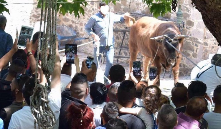 Δημόσιος βασανισμός ταύρου σε χωριό της Λέσβου λόγω χριστιανικού εθίμου