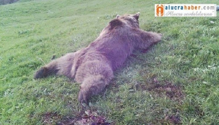 Σκότωσαν τεράστια αρκούδα στη Νικόπολη του Πόντου (φωτο)