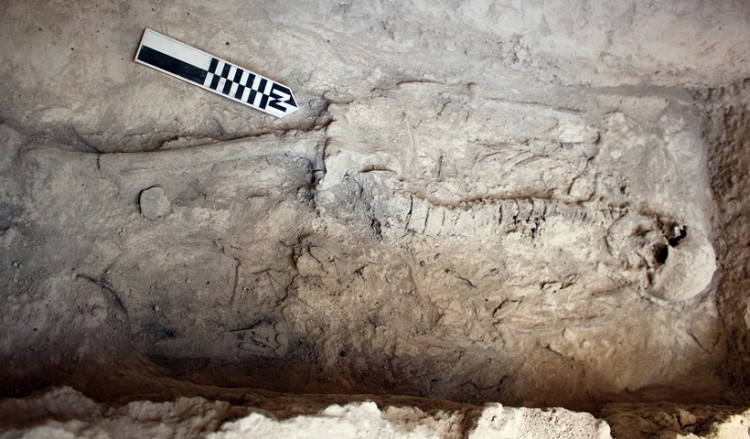 Ασύλητος τάφος βρέθηκε στο μυκηναϊκό νεκροταφείο των Αηδονίων στη Νεμέα (φωτο) - Media Gallery