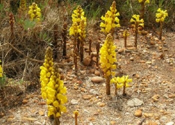 Το φυτό στην Κύπρο που κινδυνεύει με εξαφάνιση