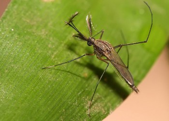 Ιός Δυτικού Νείλου: Πρέπει να μάθουμε να ζούμε (και) με τα κουνούπια, αλλά καλό είναι να τα αποφεύγουμε...