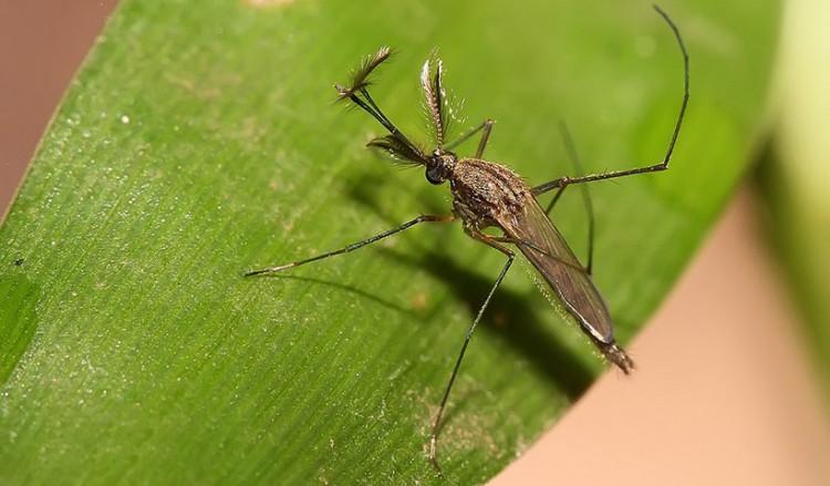 Ιός Δυτικού Νείλου: Πρέπει να μάθουμε να ζούμε (και) με τα κουνούπια, αλλά καλό είναι να τα αποφεύγουμε...