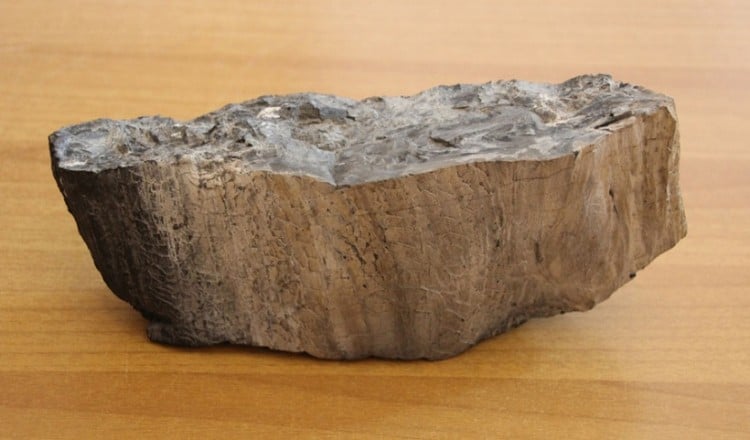 Στη Λέσβο σπάνιος κορμός απολιθωμένου δέντρου από την Ανταρκτική