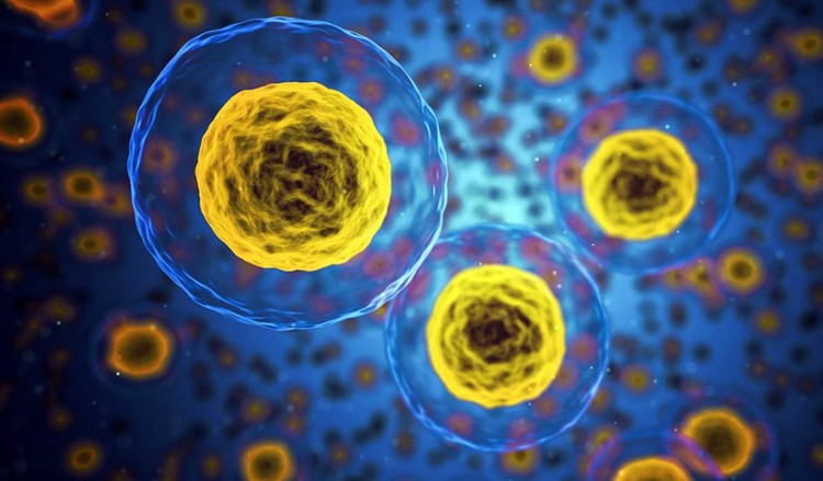 Βρέθηκε το κύτταρο που μπορεί να οδηγήσει στη θεραπεία όλων των καρκίνων;