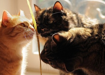 Οι γάτες μπορούν να μολυνθούν από τον κορονοϊό και να τον μεταδώσουν σε άλλες γάτες