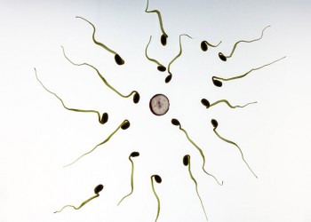 Νορβηγοί επιστήμονες συλλέγουν σπέρμα από ασθενείς με Covid-19