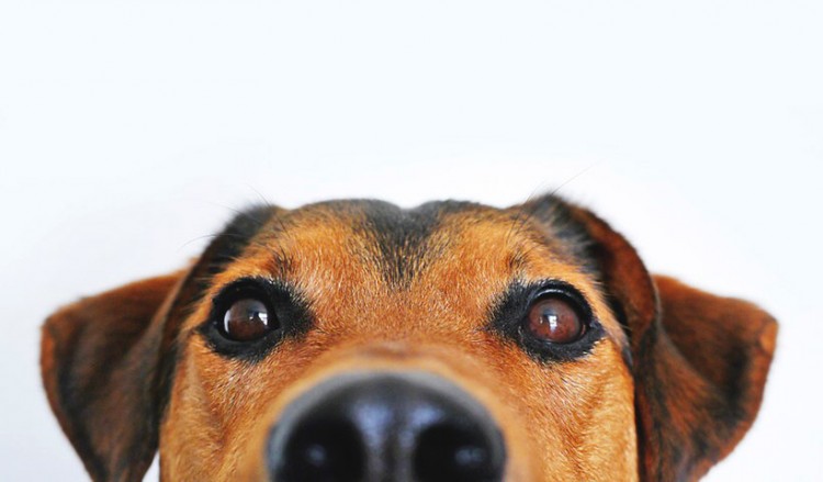 Οι σκύλοι φαίνεται να μυρίζουν με μεγάλη ακρίβεια τους ανθρώπους με κορονοϊό