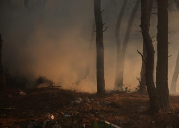 Πυκνός καπνός ανάμεσα σε δέντρα κατά τη διάρκεια της πυρκαγιάς στην περιοχή των Θρακομακεδόνων, Σάββατο 07 Αυγούστου 2021 (φωτ.: ΑΠΕ-ΜΠΕ/ Αλέξανδρος Μπελτές)