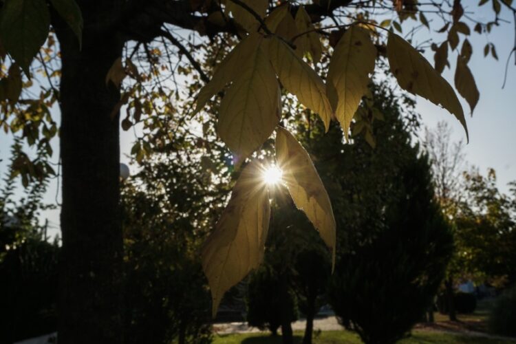 Ο ήλιος διαπερνά τα κίτρινα φύλλα ενός δέντρου στην πόλη των Τρικάλων.
(φωτ.: Θανάσης Καλλιάρας/EUROKINISSI)