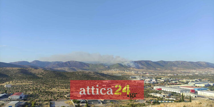 H φωτιά στη θέση Σοφό Ασπροπύργου, στο όρος Βελανιδιές (φωτ.: Facebook / attica24.gr)