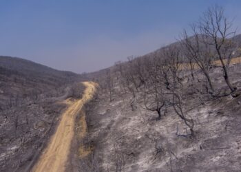 Καμένα δάση στον Έβρο (φωτ.: ΜΟΤΙΟΝΤΕΑΜ/Βασίλης Βερβερίδης)