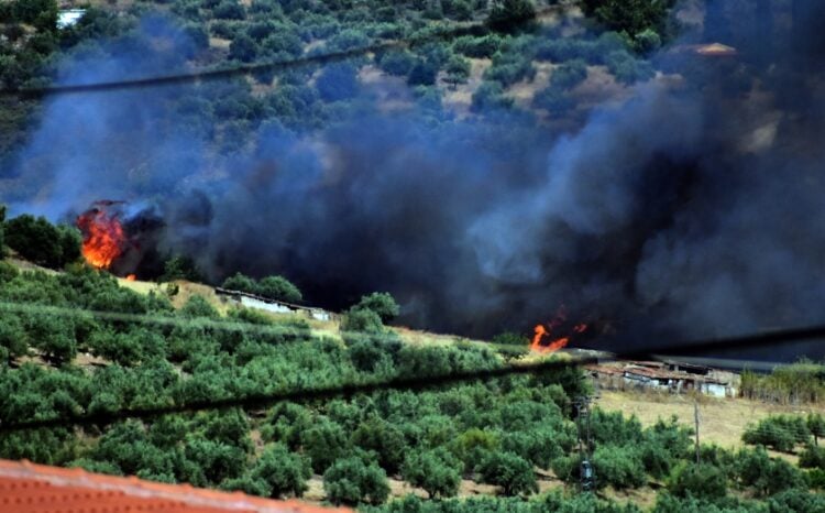 Στιγμιότυπο από φωτιά στις Μυκήνες, η οποία απείλησε κτηνοτροφικές μονάδες (φωτ.: EUROKINISSI/Βασίλης Παπαδόπουλος)