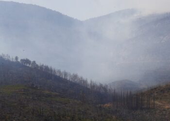 Καμένα δέντρα μετά την επέλαση της φωτιάς στην Πάρνηθα (φωτ.: EUROKINISSI/Σωτήρης Δημητρόπουλος)