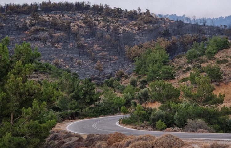 Καμένα δέντρα στην περιοχή Μετόχι στη Χίο (φωτ.: ΑΠΕ-ΜΠΕ / Κώστας Κούριας)