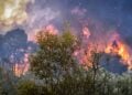 Δασική πυρκαγιά στην Κορινθία (φωτ. αρχείου: EUROKINISSI/Βασίλης Ψωμάς)