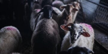 Πρόβατα σε κτηνοτροφική μονάδα (φωτ. αρχείου: EUROKINISSI/Ηλίας Μάρκου)