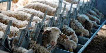 Κτηνοτροφική μονάδα με πρόβατα (φωτ. αρχείου: EUROKINISSI/Αντώνης Νικολόπουλος)
