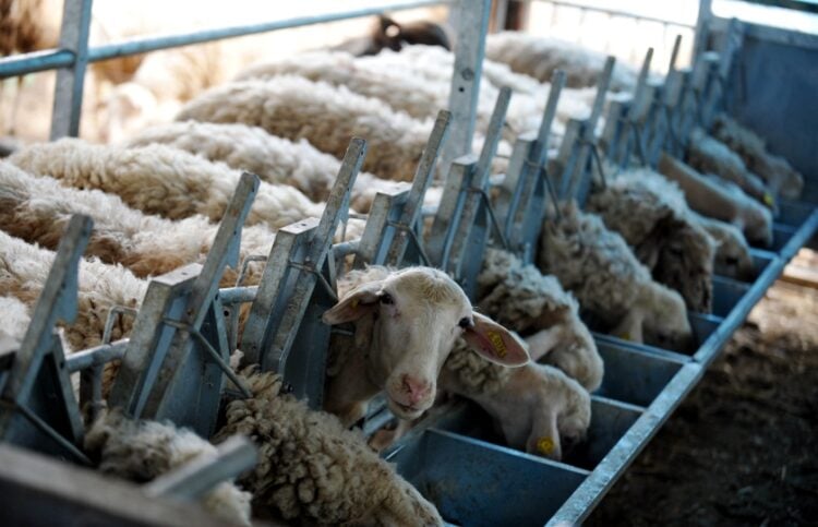 Κτηνοτροφική μονάδα με πρόβατα (φωτ. αρχείου: EUROKINISSI/Αντώνης Νικολόπουλος)