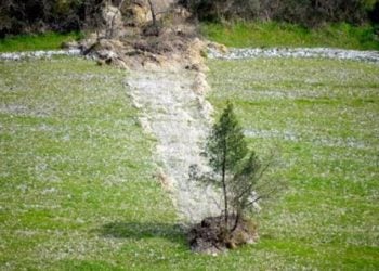 Μοναδικό φαινόμενο που δεν έχετε ξαναδεί. Το δέντρο… ταξιδιώτης!