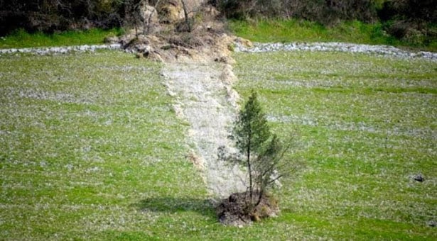 Μοναδικό φαινόμενο που δεν έχετε ξαναδεί. Το δέντρο… ταξιδιώτης!