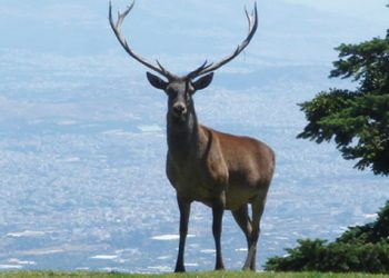 Η πληγωμένος δρυμός της Πάρνηθας έχει ανάγκη πυροπροφύλαξης