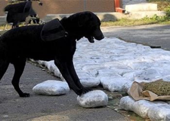 Επικίνδυνη συμμορία εξαρθρώθηκε από σκύλο