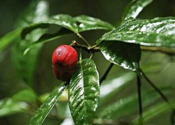 Σε ποικιλία μούρων πιθανή απάντηση για τον καρκίνο