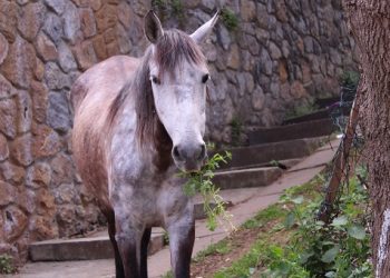 Στην Πρίγκιπο τα άλογα κλαίνε…