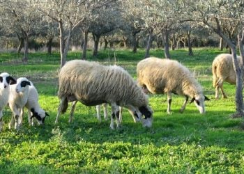 Δημιουργήθηκαν έμβρυα προβάτων που περιέχουν και ανθρώπινα κύτταρα