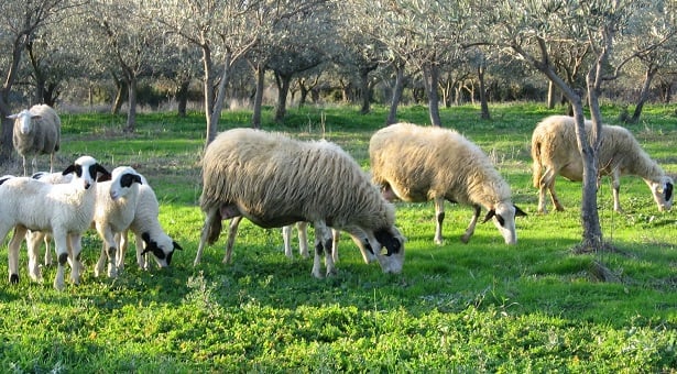 Δημιουργήθηκαν έμβρυα προβάτων που περιέχουν και ανθρώπινα κύτταρα