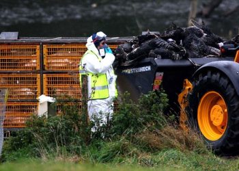 Επικίνδυνο στέλεχος της γρίπης των πτηνών ανησυχεί την Ευρώπη