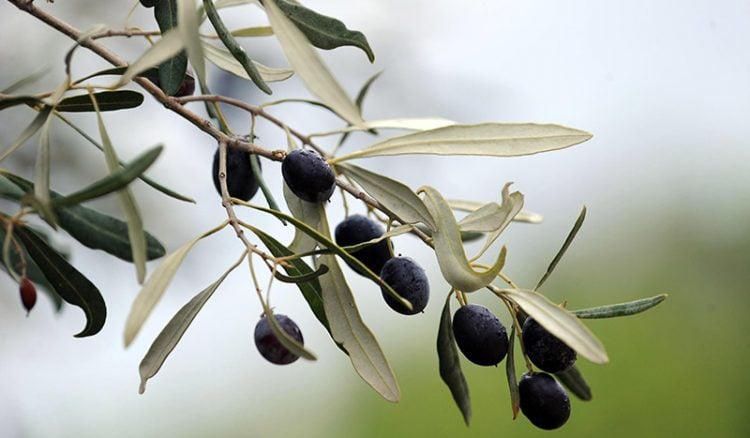 Ελληνικό ελαιόλαδο και βρώσιμες ελιές δεν θα επιβαρυνθούν με πρόσθετους δασμούς από τις ΗΠΑ 2