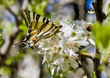 Κάθε τόπος και ένα έθιμο την Πρωτομαγιά, τη μέρα νίκης της ζωής