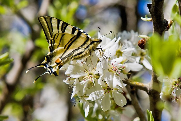 Κάθε τόπος και ένα έθιμο την Πρωτομαγιά, τη μέρα νίκης της ζωής