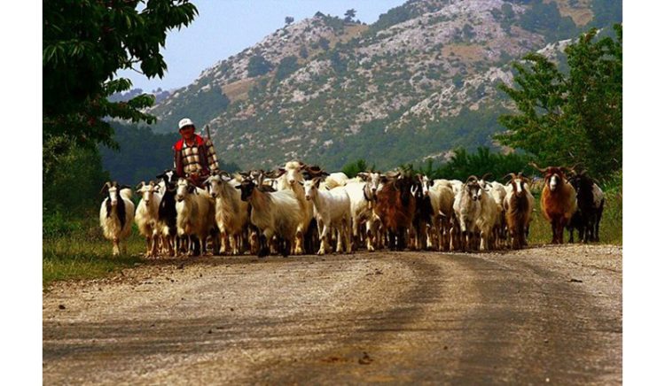 Σχολείο για βοσκούς στην Αργυρούπολη!