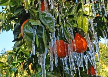 Την Παρασκευή η καταβολή αποζημιώσεων του ΕΛΓΑ για εκκαθάριση ζημιών